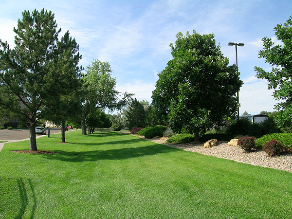 Campus grass between parking lot
